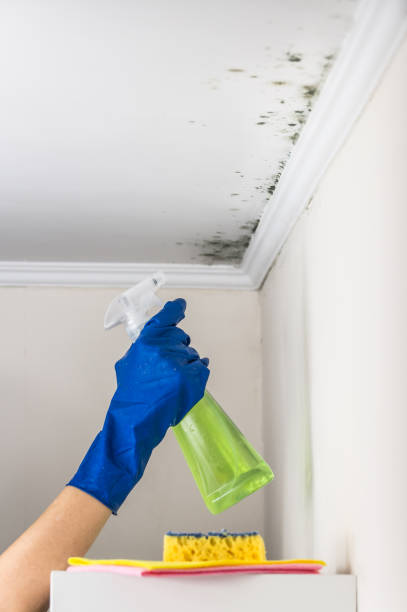 Best Emergency Mold Remediation in Beaverton, MI